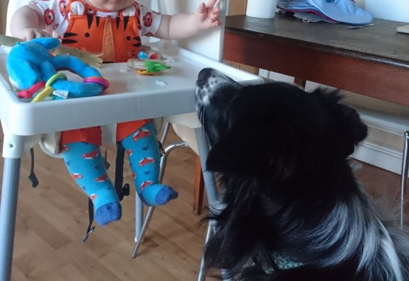Dog with his nose at highchair level
